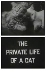 Watch The Private Life of a Cat (Short 1946) M4ufree