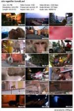 Watch National Geographic Monkey Thieves: Heroes - Villains M4ufree