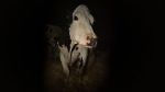 Watch Cow M4ufree