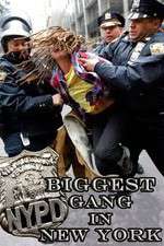 Watch NYPD: Biggest Gang in New York? M4ufree