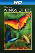 Watch Pollen M4ufree