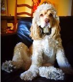 Watch War Dogs: America\'s Forgotten Heroes M4ufree