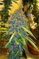 Watch Marijuana: Its Time for a Conversation M4ufree