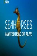 Watch National Geographic - Wild Seahorses Wanted Dead Or Alive M4ufree