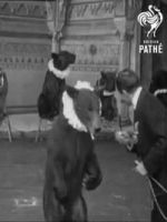 Watch Trained Bears M4ufree