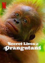 Watch Secret Lives of Orangutans M4ufree