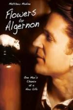 Watch Flowers for Algernon M4ufree