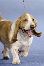 Watch Pedigree Dogs Exposed M4ufree