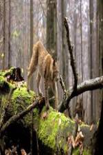 Watch National Geographic Wild Balkans M4ufree