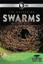Watch Nature The Gathering Swarms M4ufree