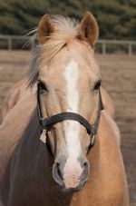 Watch Mr. Ed M4ufree