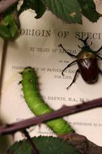 Watch Darwin's Struggle The Evolution of the Origin of Species M4ufree