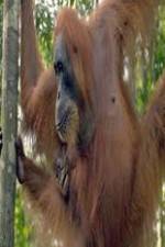 Watch Refugees Of The Lost Rainforest M4ufree