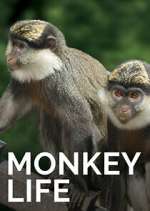 Watch Monkey Life M4ufree