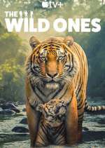 Watch The Wild Ones M4ufree
