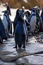 Watch Meet the Penguins M4ufree