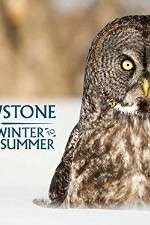 Watch Yellowstone Wildest Winter to Blazing Summer M4ufree