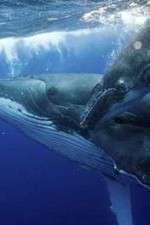 Watch Big Blue Live M4ufree