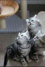 Watch The Secret Life of Kittens M4ufree