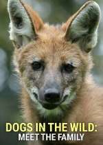 Watch Dogs in the Wild: Meet the Family M4ufree