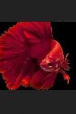 Watch Thailand: Earth's Tropical Paradise M4ufree