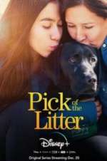 Watch Pick of the Litter M4ufree
