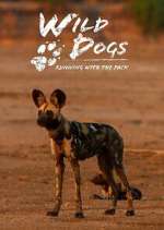 Watch Wild Dogs: Running with the Pack M4ufree