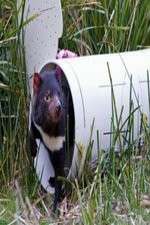 Watch Aussie Animal Island M4ufree