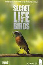 Watch Iolo's Secret Life of Birds M4ufree
