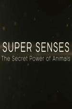 Watch Super Senses The Secret Power of Animals M4ufree