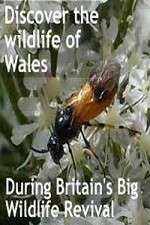 Watch Britain's Big Wildlife Revival M4ufree