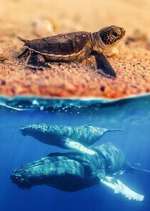 Watch Australia\'s Wild Moments M4ufree