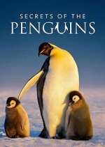 Watch Secrets of the Penguins M4ufree