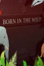 Watch Born In The Wild M4ufree
