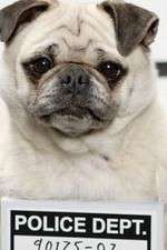 Watch Secret Life of Dogs M4ufree