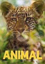 Watch Animal M4ufree