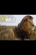 Watch Animal ER Live M4ufree