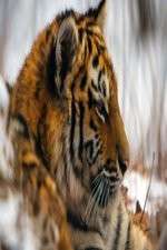 Watch Operation Snow Tiger M4ufree