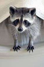 Watch Ingenious Animals M4ufree