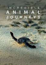 Watch Incredible Animal Journeys M4ufree