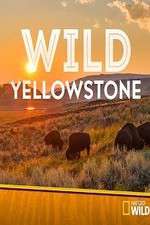 Watch Wild Yellowstone M4ufree