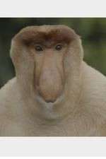 Watch Wildest Islands of Indonesia M4ufree