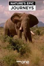 Watch Nature's Epic Journeys M4ufree